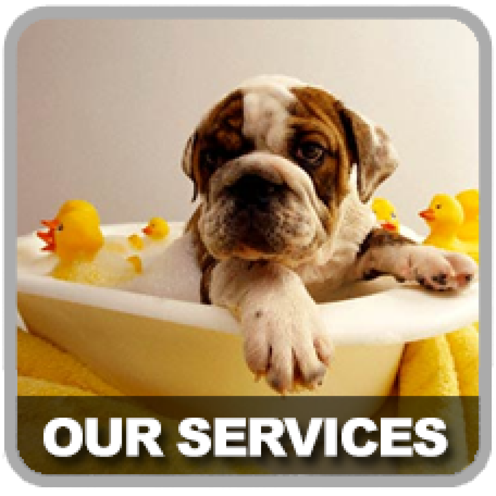 Haines Animal Rescue Kennel A Place for Pets and Their People