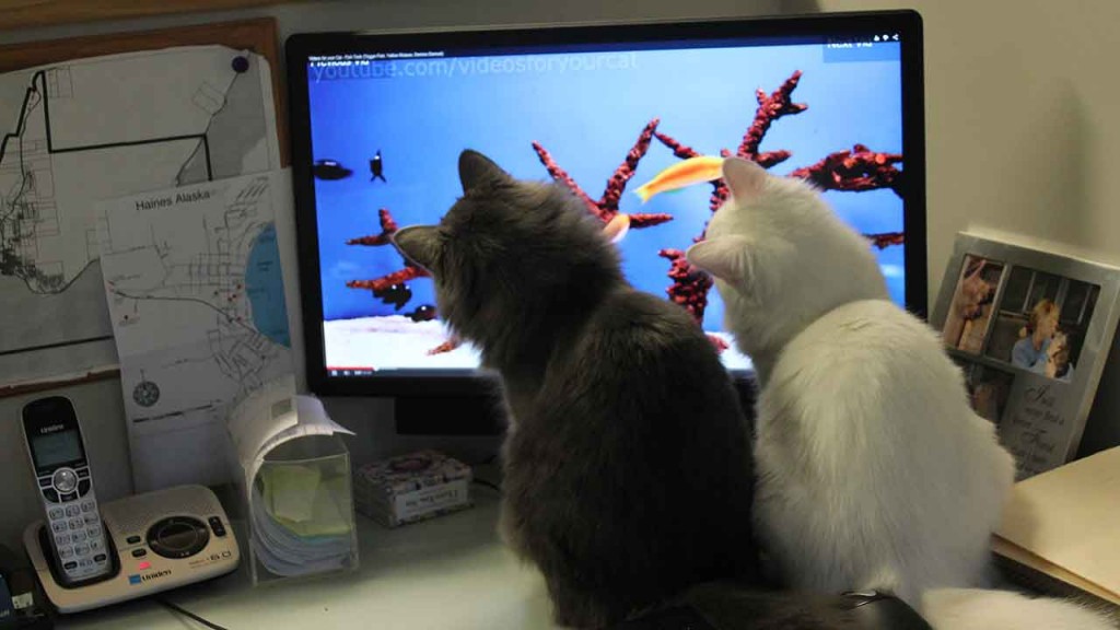 Services Haines Animal Rescue Kennel